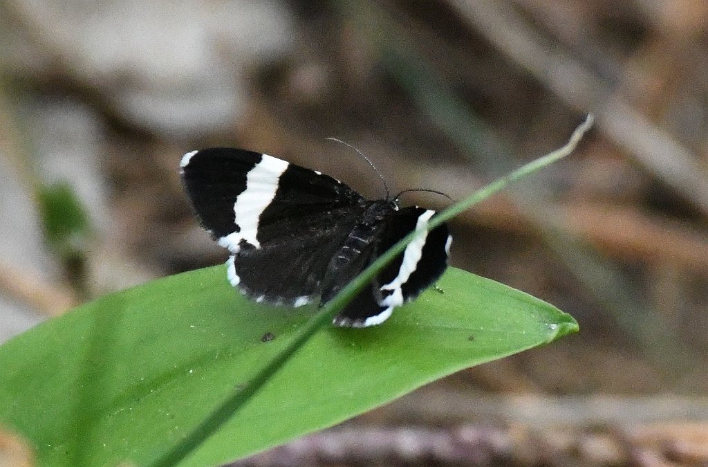 087 2018-05092217 Gummere Wood, MA.JPG - White-striped Black Moth (Trichodezia albovittata). Gummere Wood, Grafton, MA, 5-9-2018